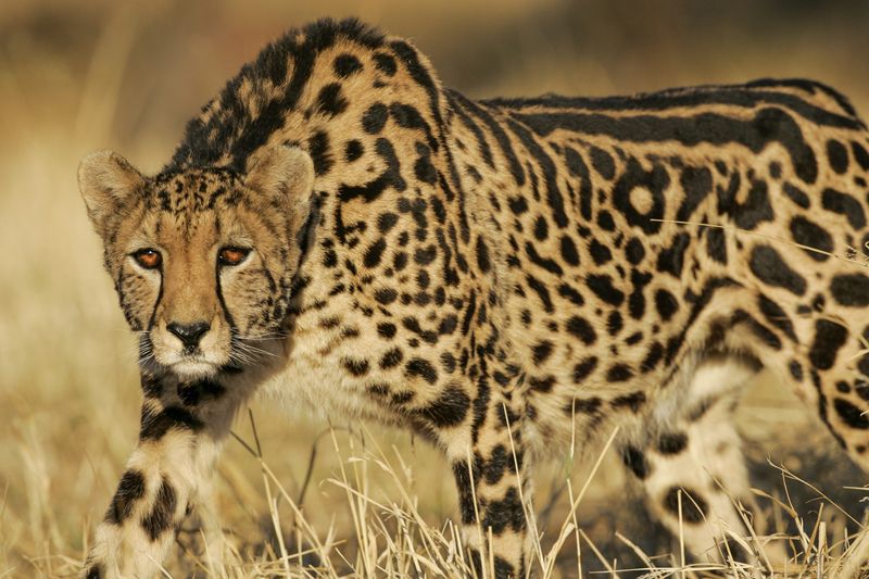 Rare female King Cheetah stalking.