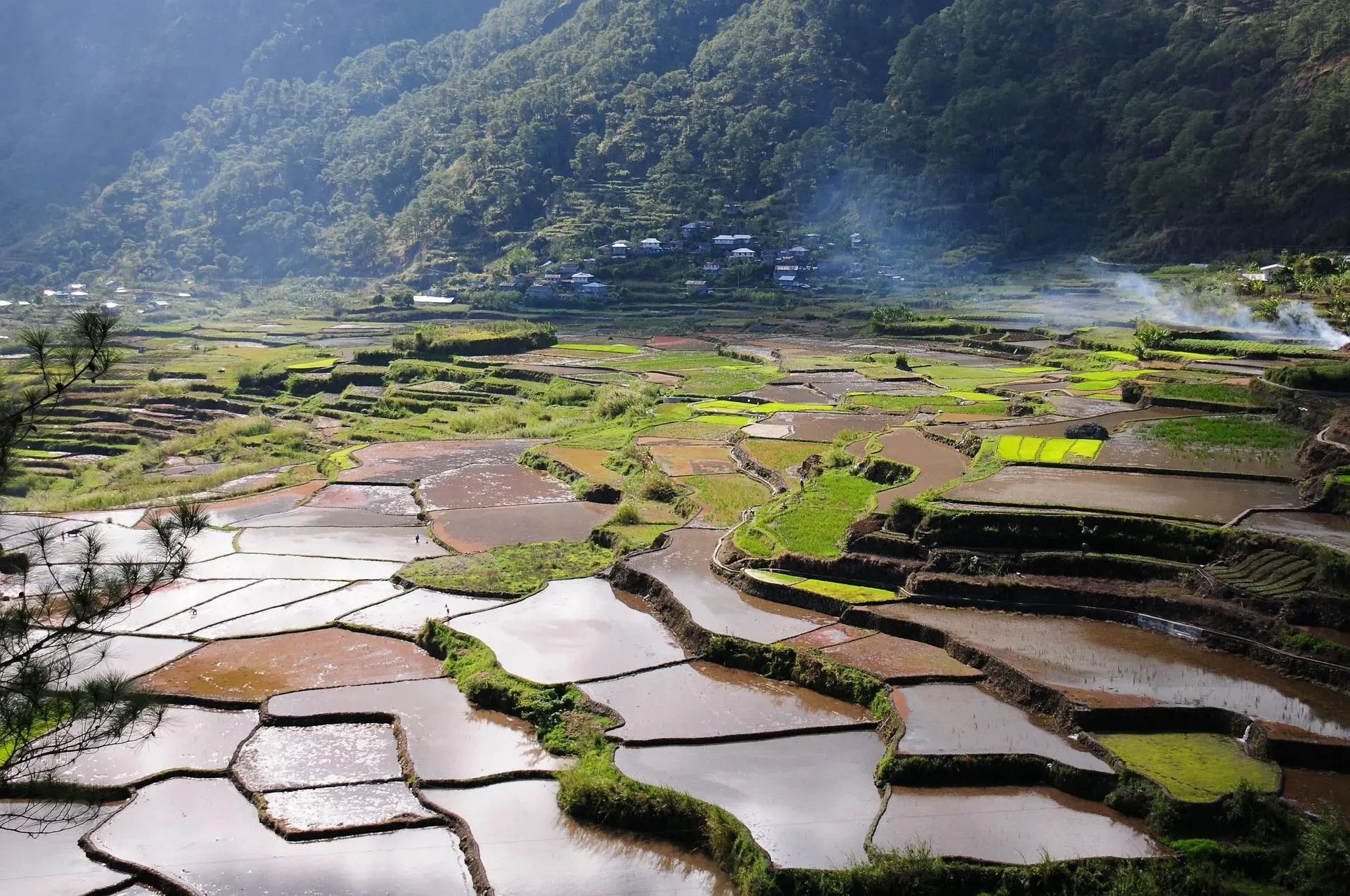 Once the rice grains develop, the water in which it grows must drain before harvesting.