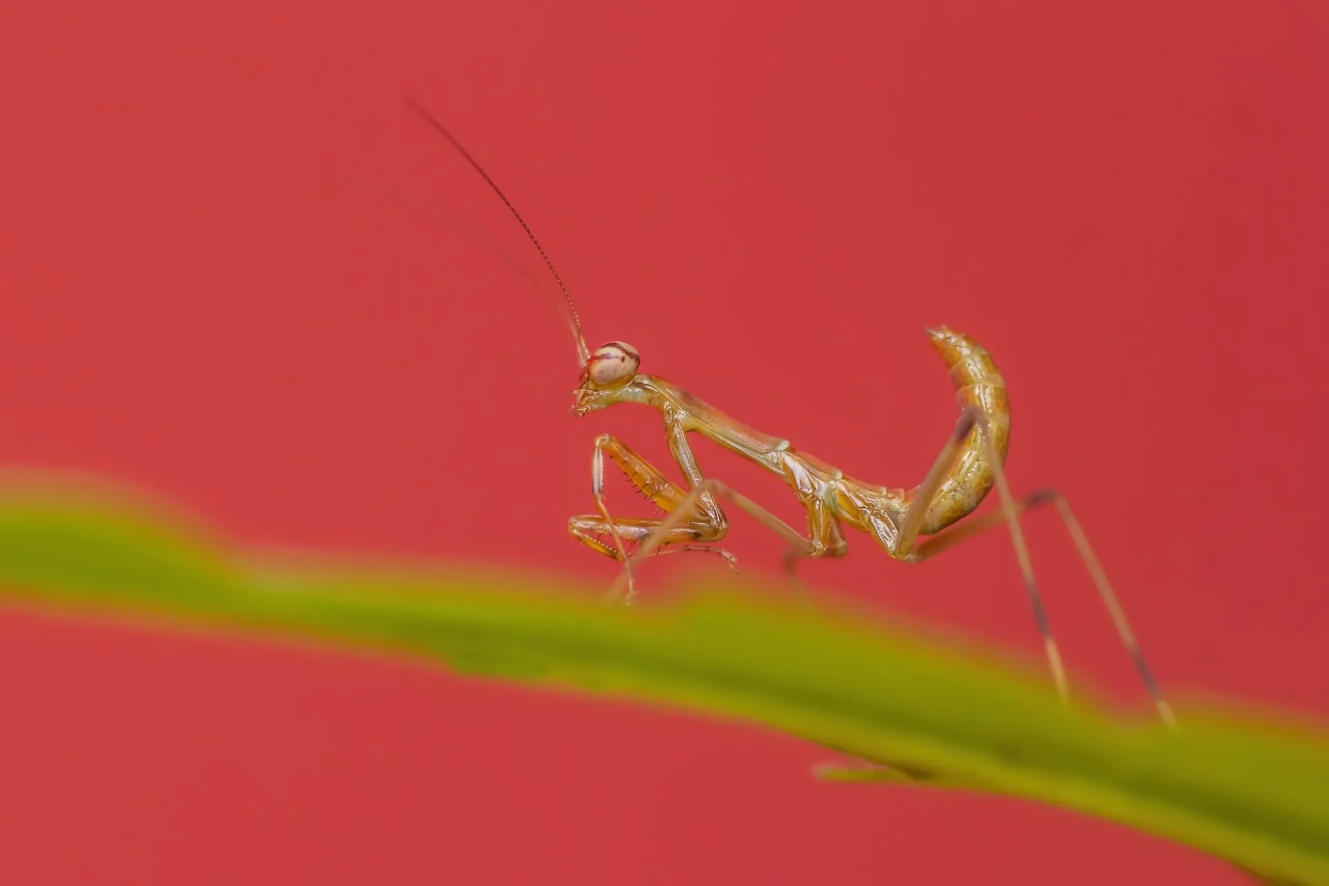 What Do Praying Mantis Eat? Managing Your Marvelous Pet Mantis