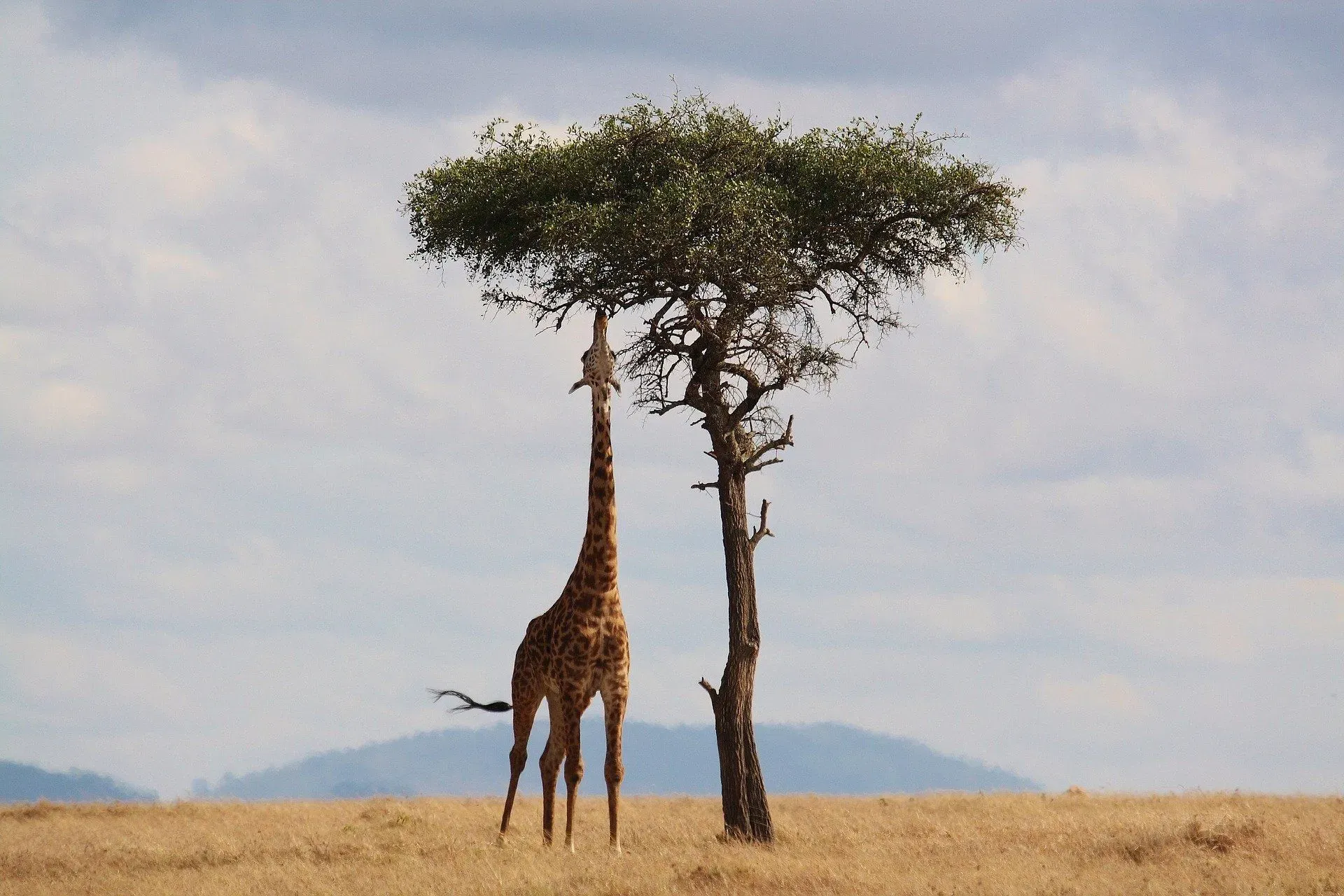 Read about giraffes, animals that are believed to be related to long-necked dinosaurs, and their interesting genes.