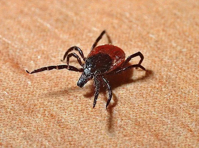 How long can a tick live without a host? Read on to learn about the life cycle of ticks, Lyme disease, and species of tick.