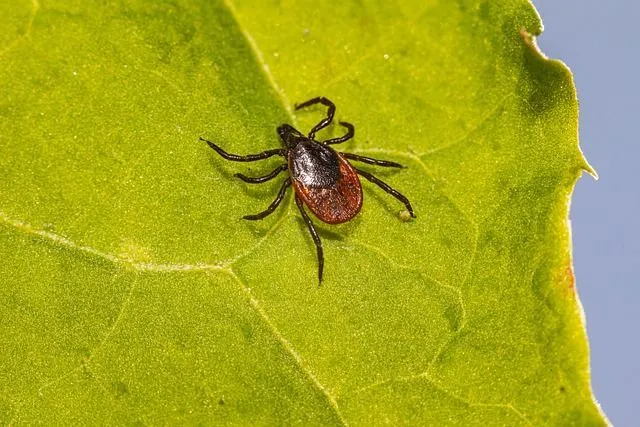 In summer, deer ticks feed on hosts and live in varied habitats similar to those of lone star species.