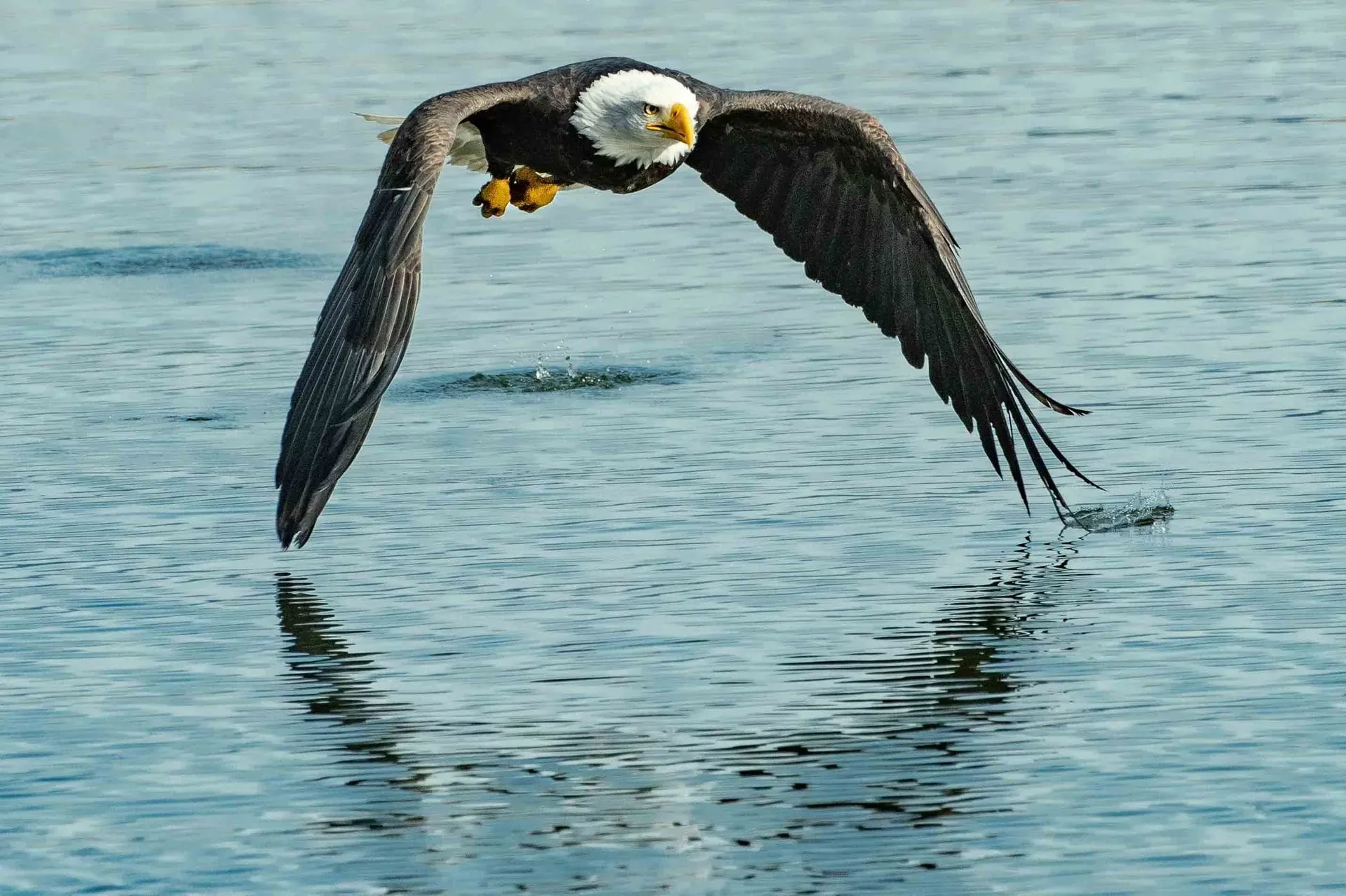 The bald eagle flies using its powerful wings to soar over huge distances. It attains its golden beak and white feathers upon full sexual maturity.