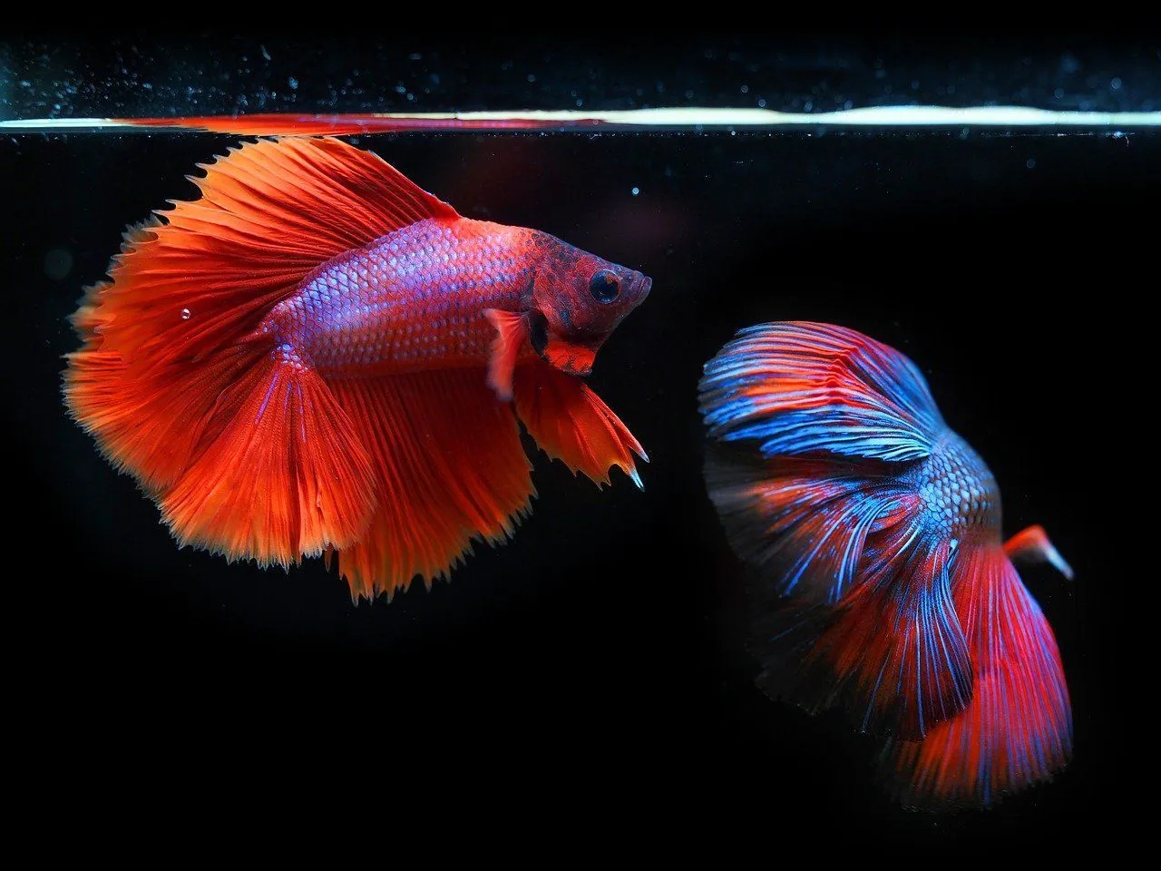 Read about the plants used to decorate active betta fish tanks, healthy food that helps it live longer, and how to maintain the water temperature in the tank via a heater.