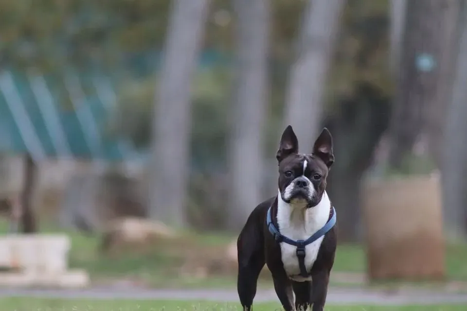 A famous fact about how long do Boston terriers live is this breed suffers from a few health problems, which when caught quickly can be treated easily.