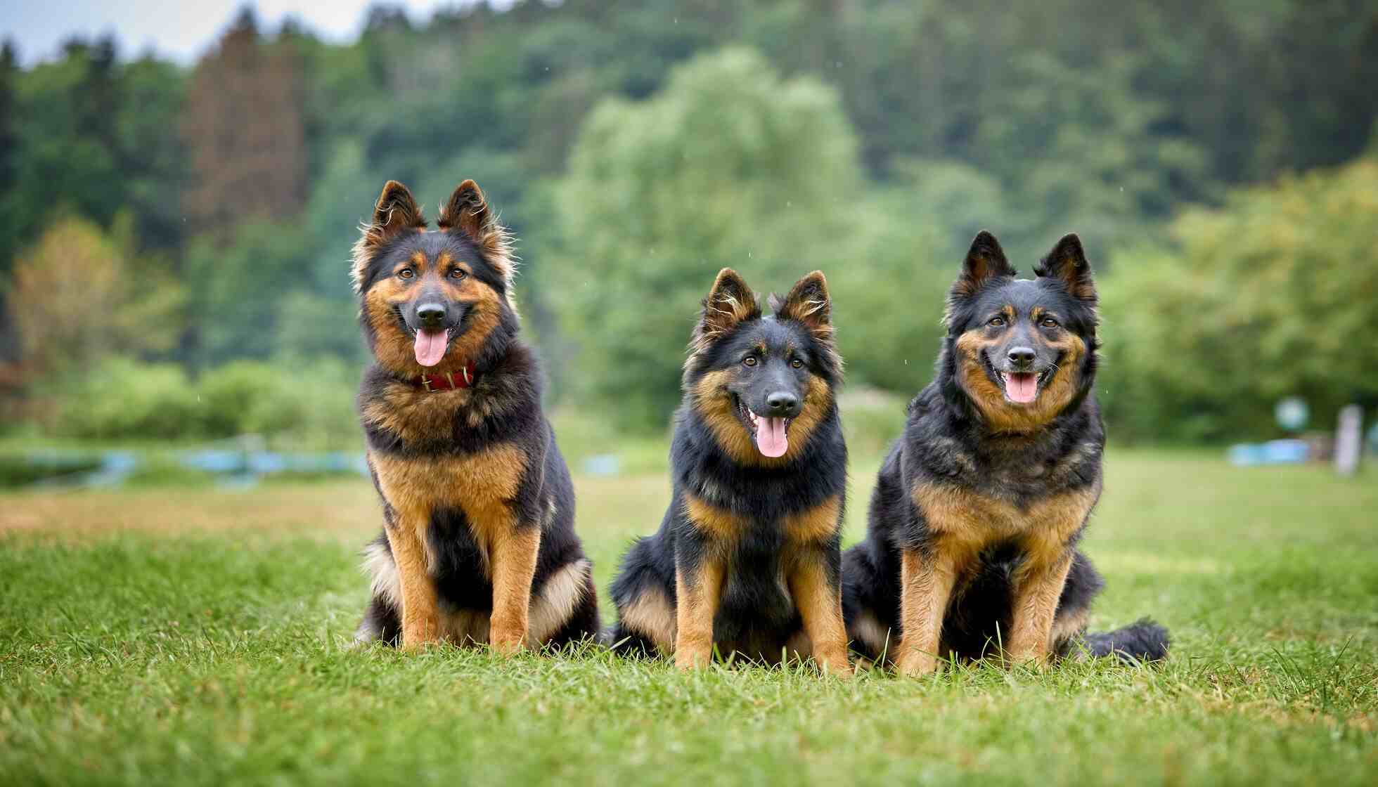 how long do female german shepherds live