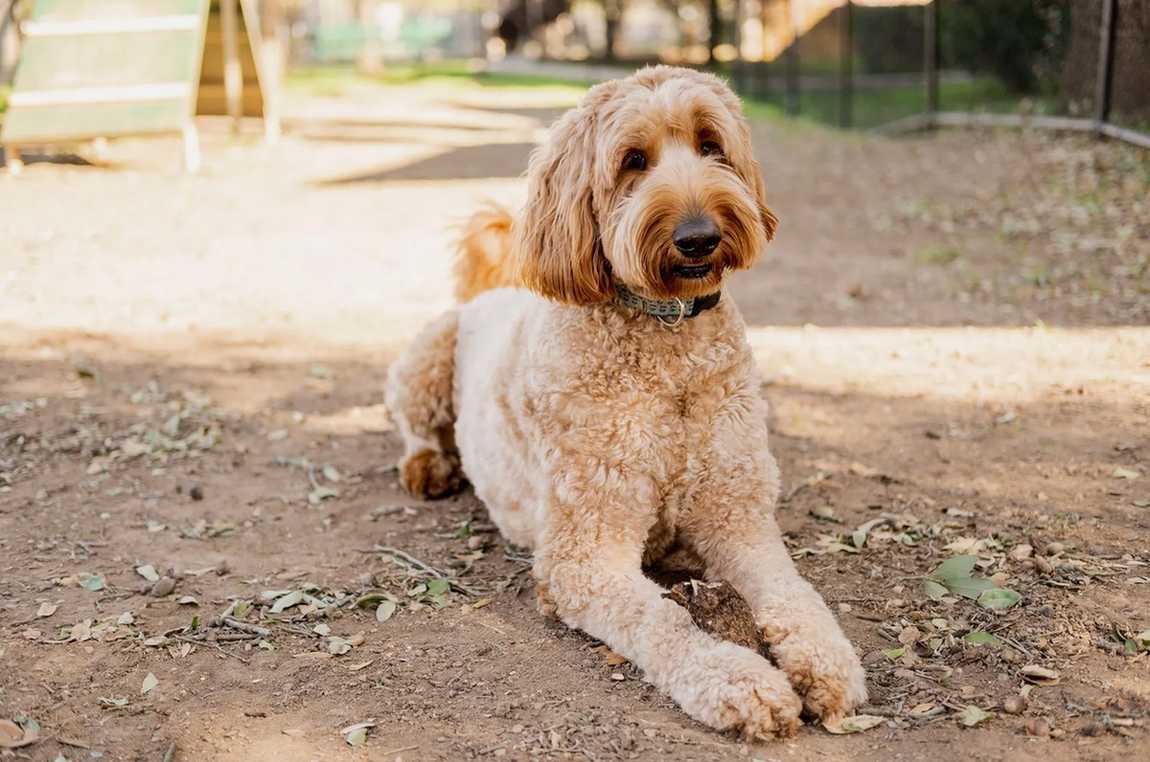 what is the lifespan of a goldendoodle