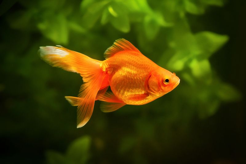Goldfish in the aquarium.