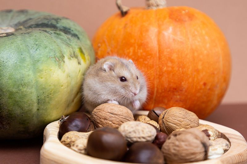 A cute little hamster in a plate with various nuts eats.