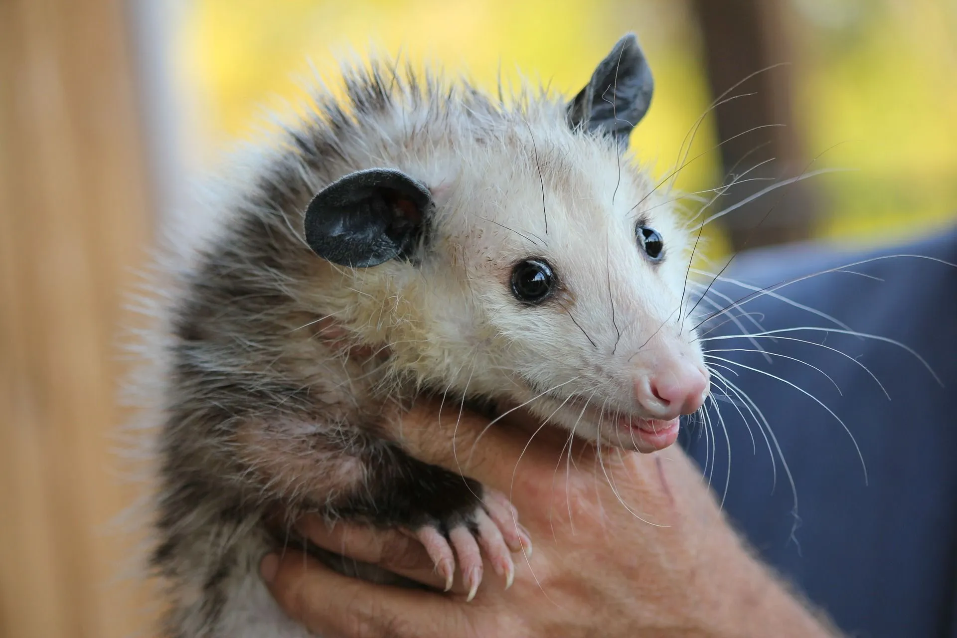 How Long Do Possums Live? How Can You Tell When They 'Play Possum'