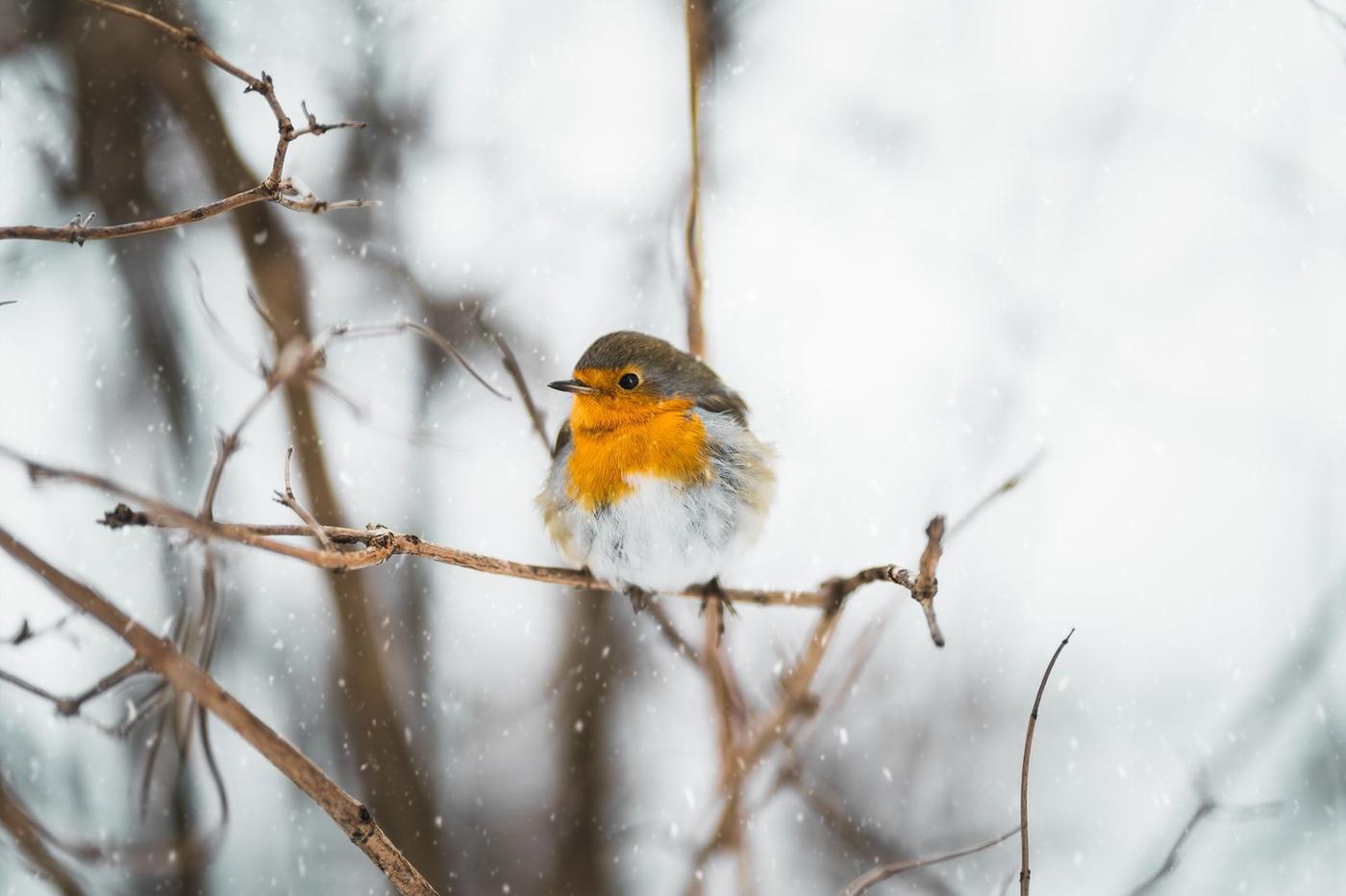 Normally in the wild, you will see a robin sitting on the branch of a tree looking for food or feeding its young ones.