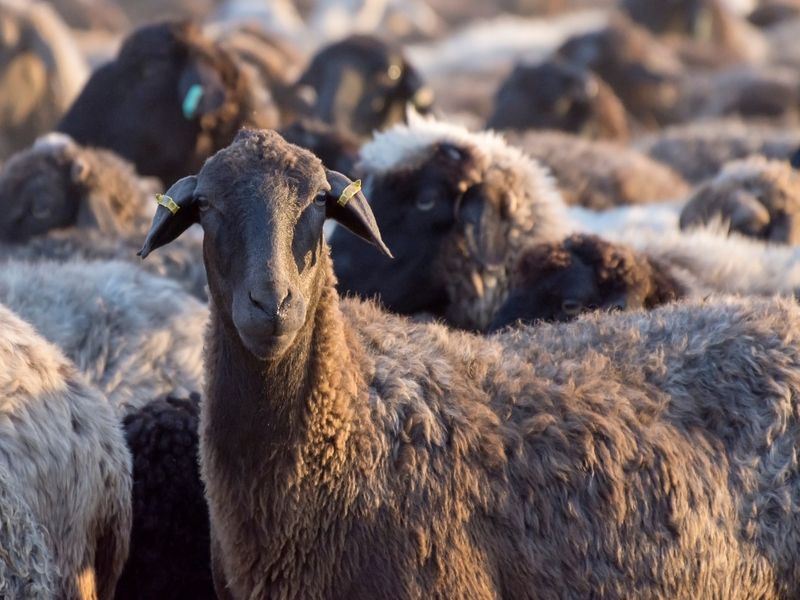 A portrait of sheep with its herd.