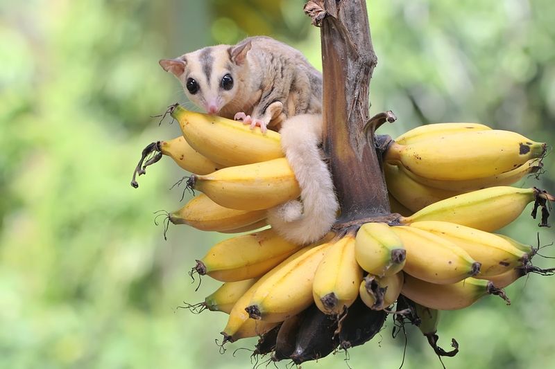 A young mosaic sugar glider eating a ripe banana.