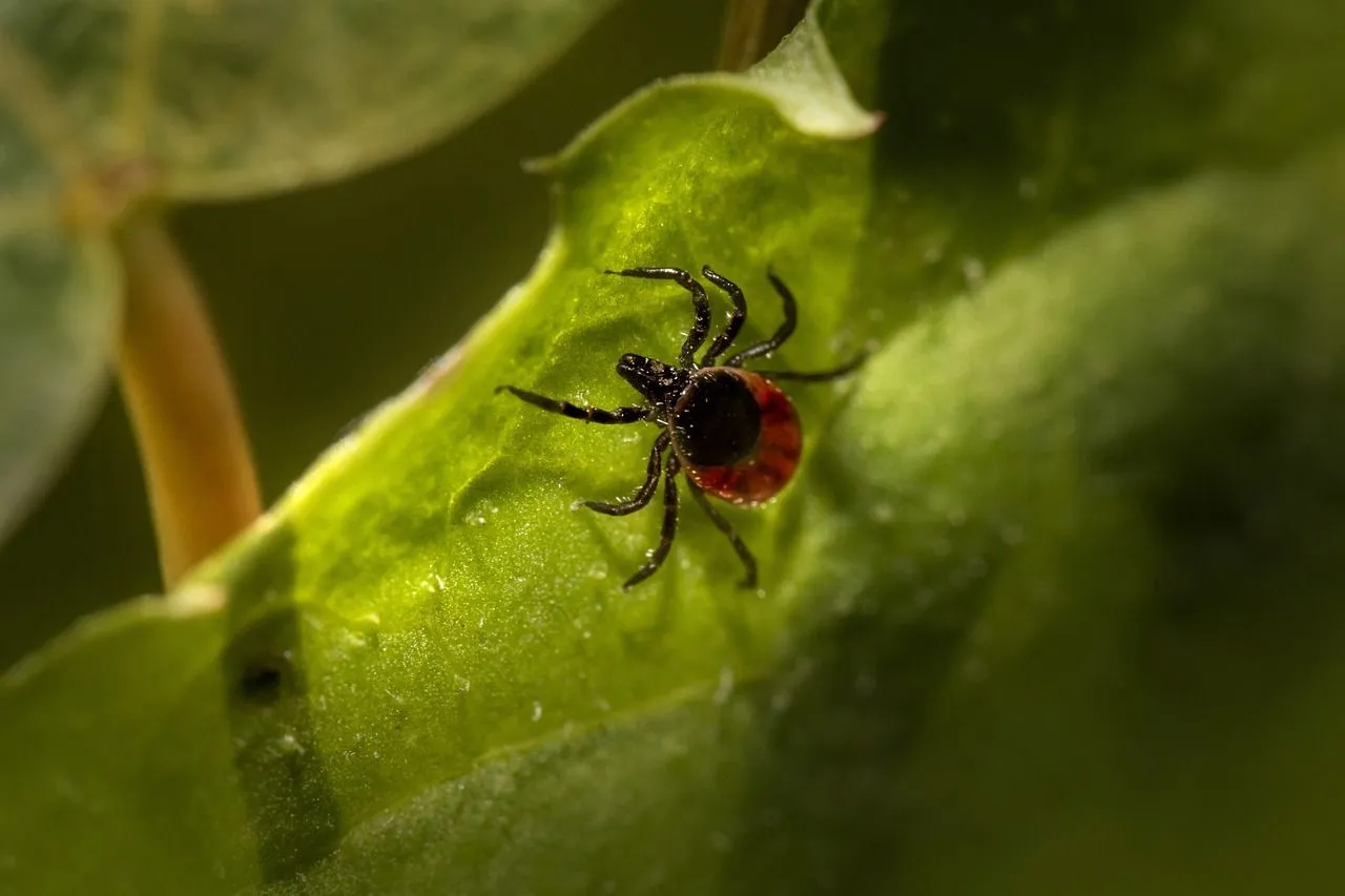 Ticks are called the three- host species as they attach to different hosts during each stage, meaning that the survival rate of each species is different.