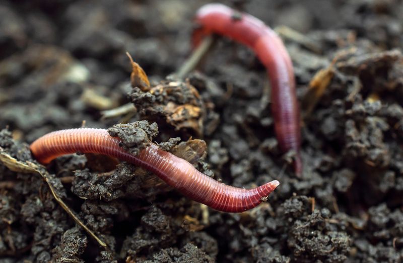 Red earthworms on the compost.