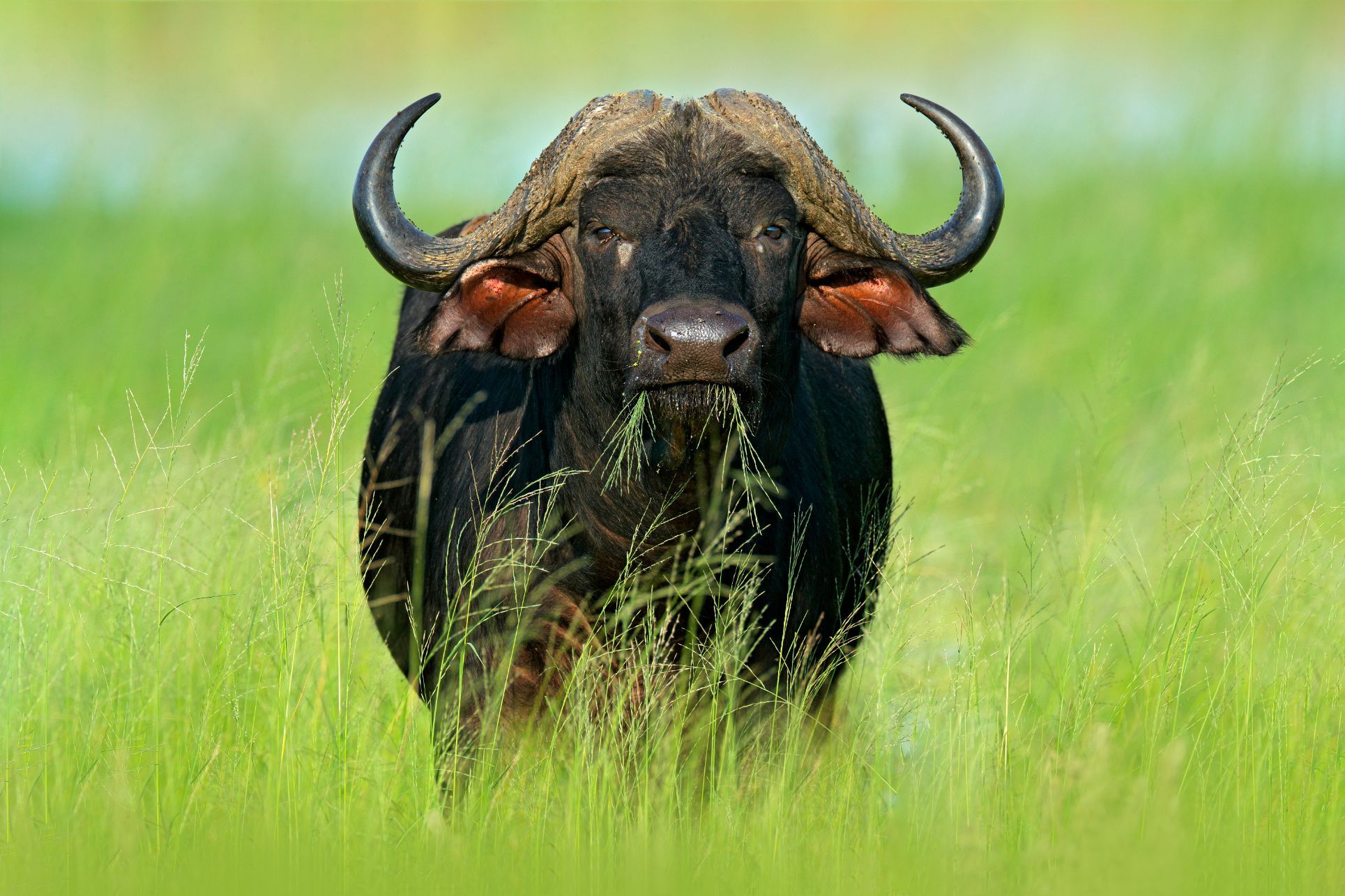 How Many Buffalo Are There? The Latest Statistics For You | Kidadl