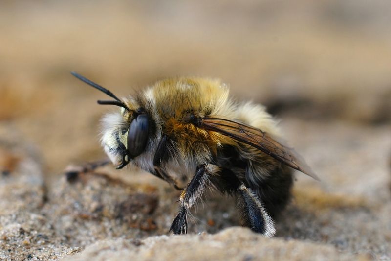 Closeup of a male hairy-footed flower bee.