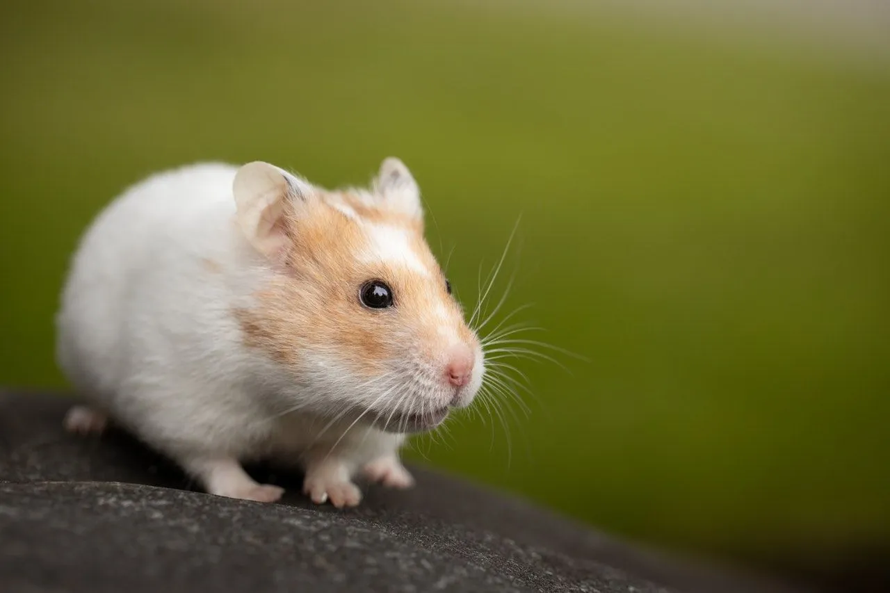 Syrian hamsters can eat one teaspoon of broccoli three times a week.