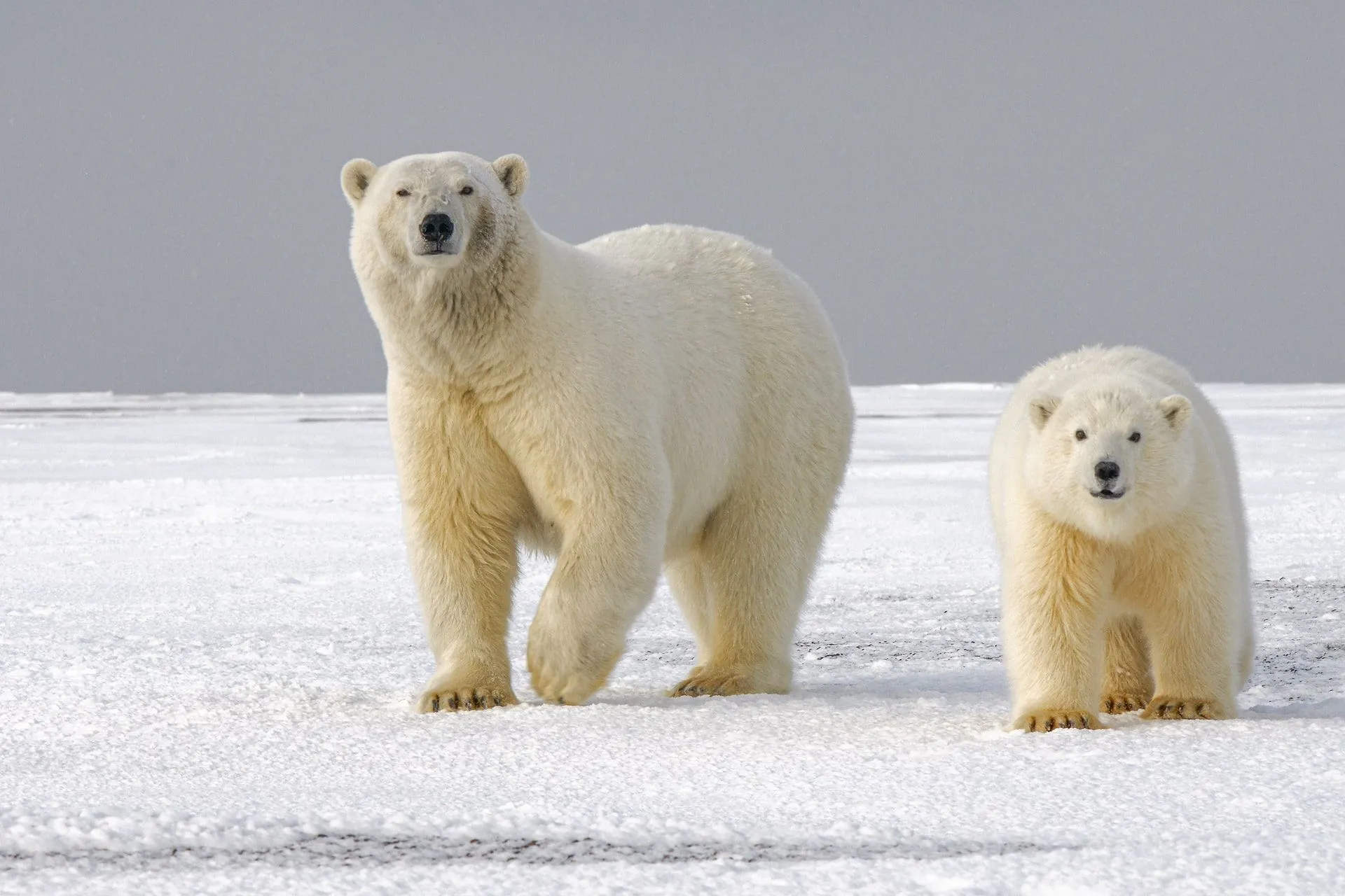 A polar bear cub can walk up to 19 mi (30 km) per day.