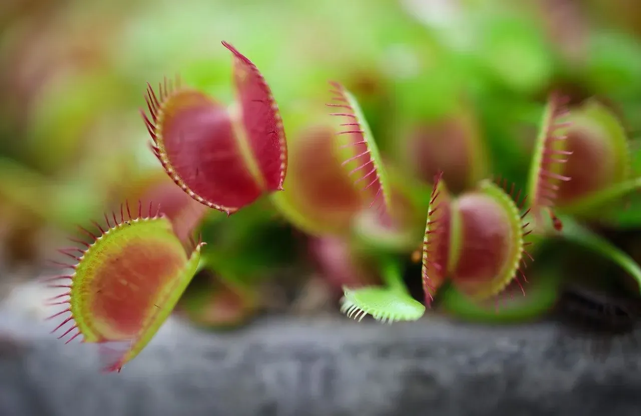 This plant is in the Droseraceae family and Venus flytrap photosynthesis occurs by this plant preying on insects.