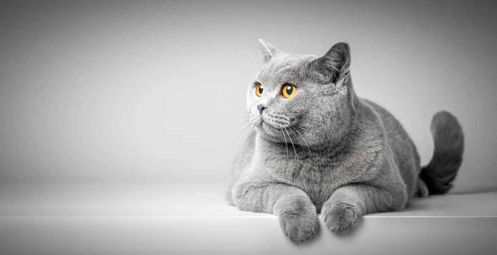 A grey fluffy cat sitting