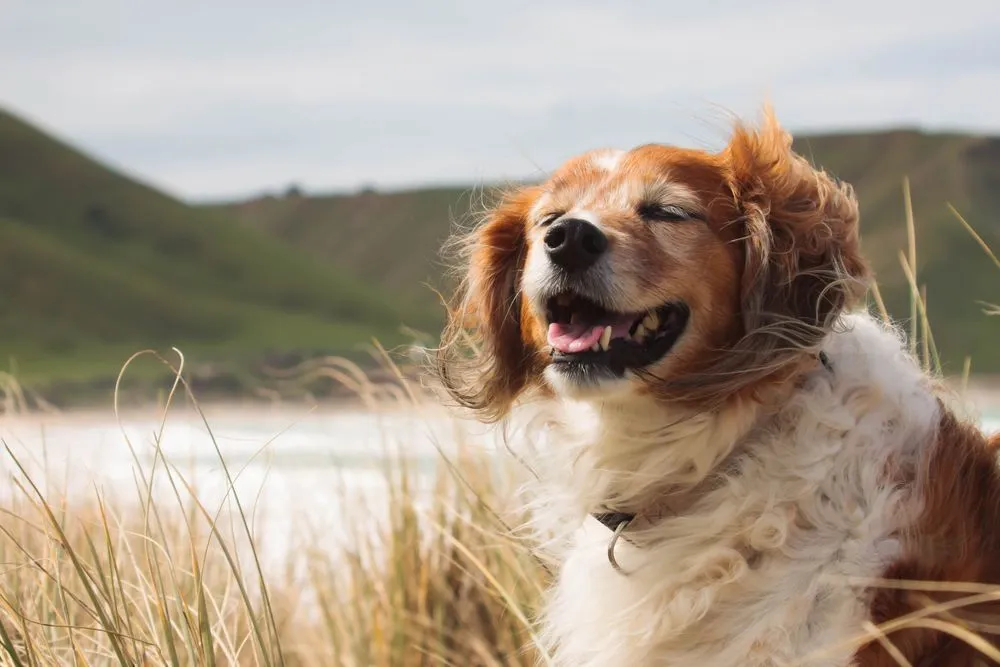 A dog smiling as the breeze touches his face