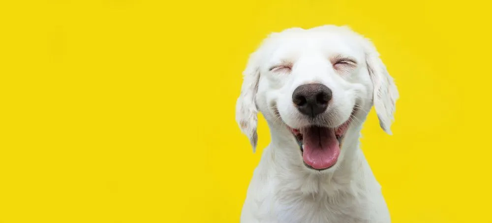 A white dog smiling against a yellow background