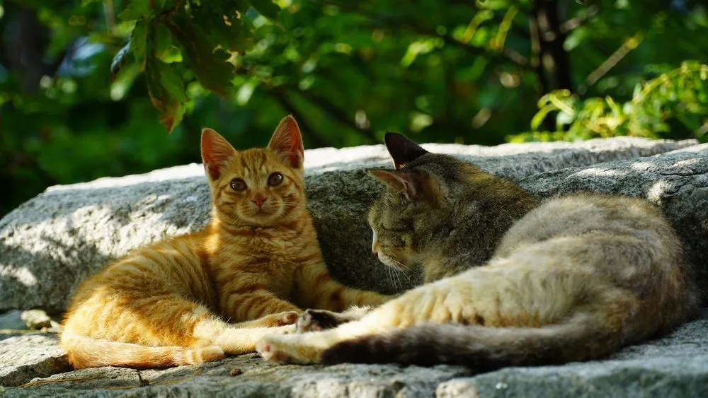 Two cats chilling under a tree 