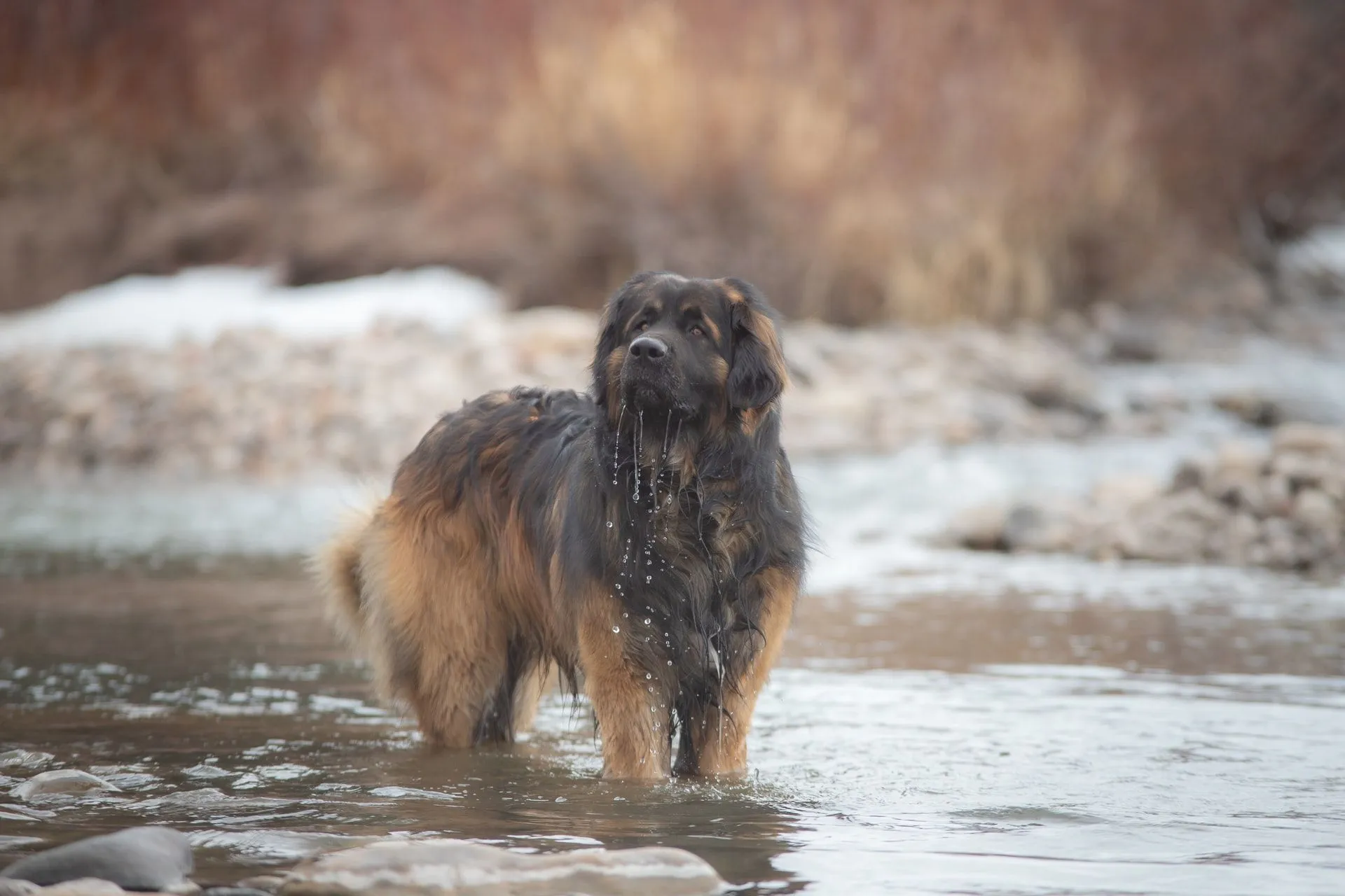 what dog breed looks like a lion