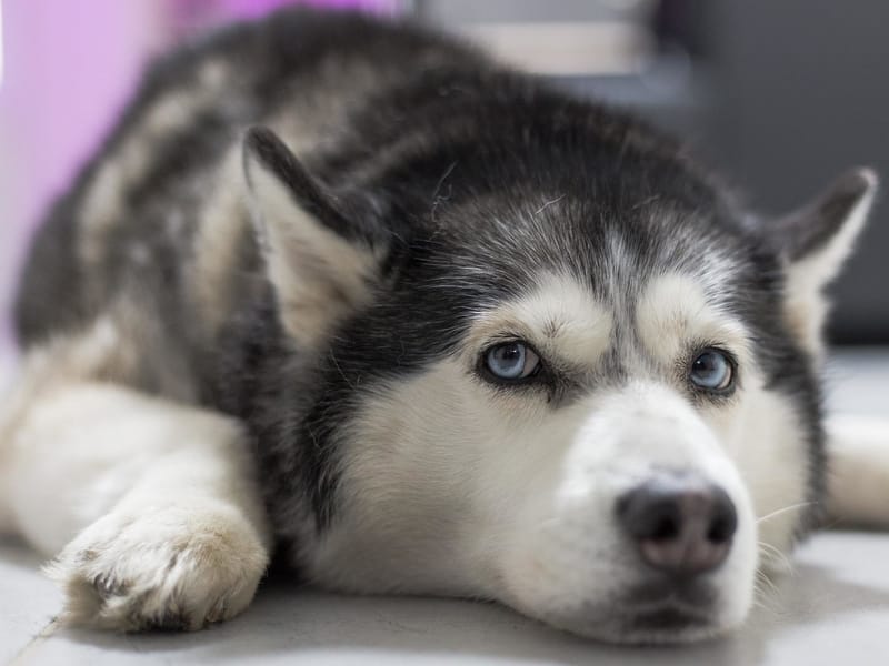 how big will my lab husky mix get