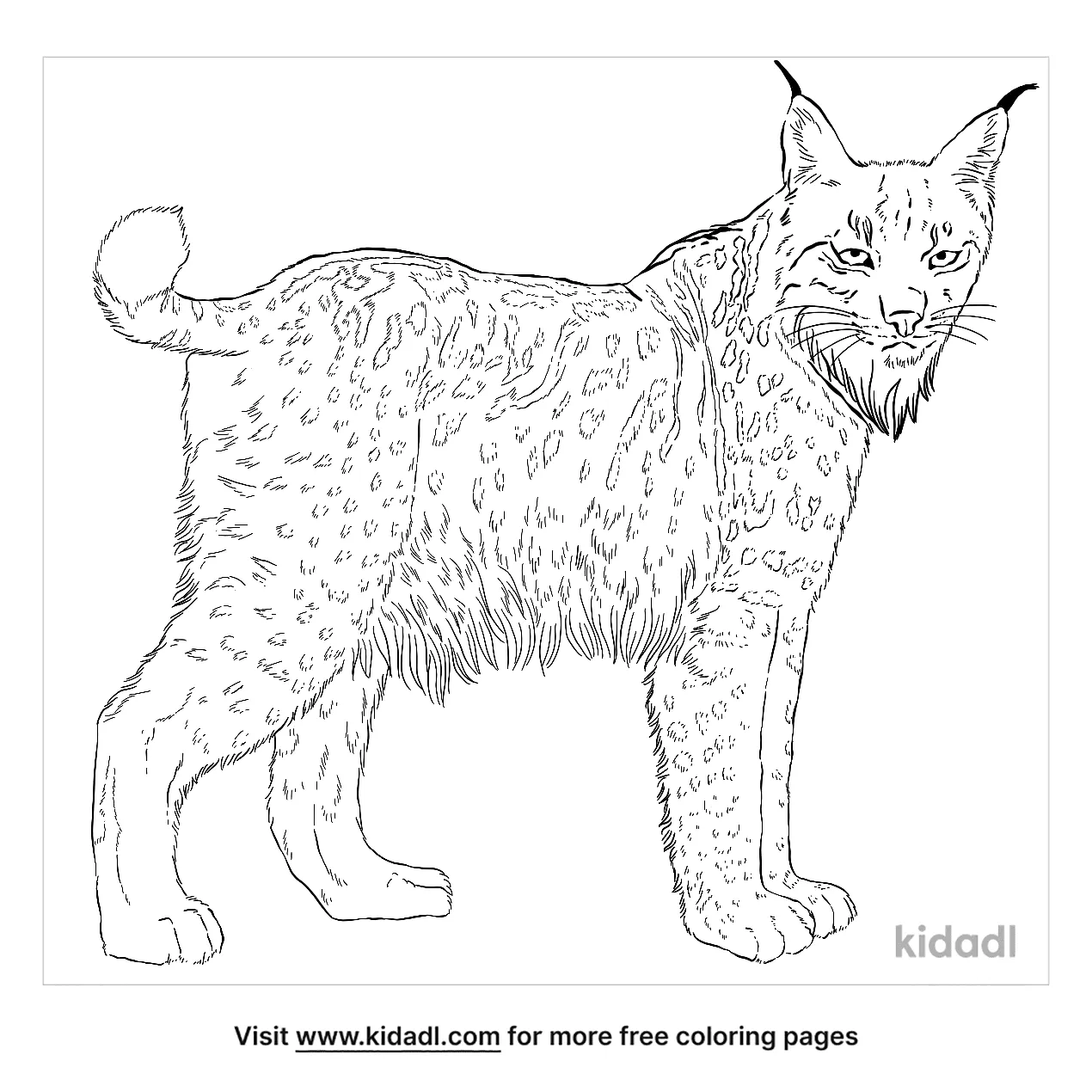 baby lynx coloring pages