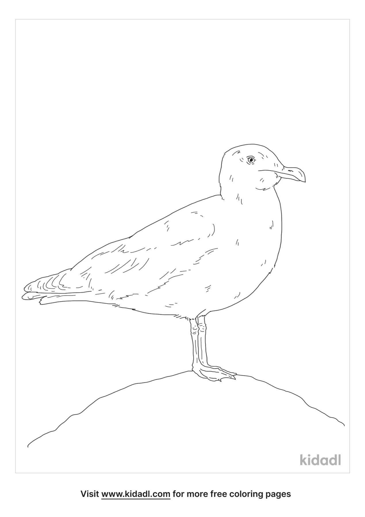 Iceland Gull Coloring Page