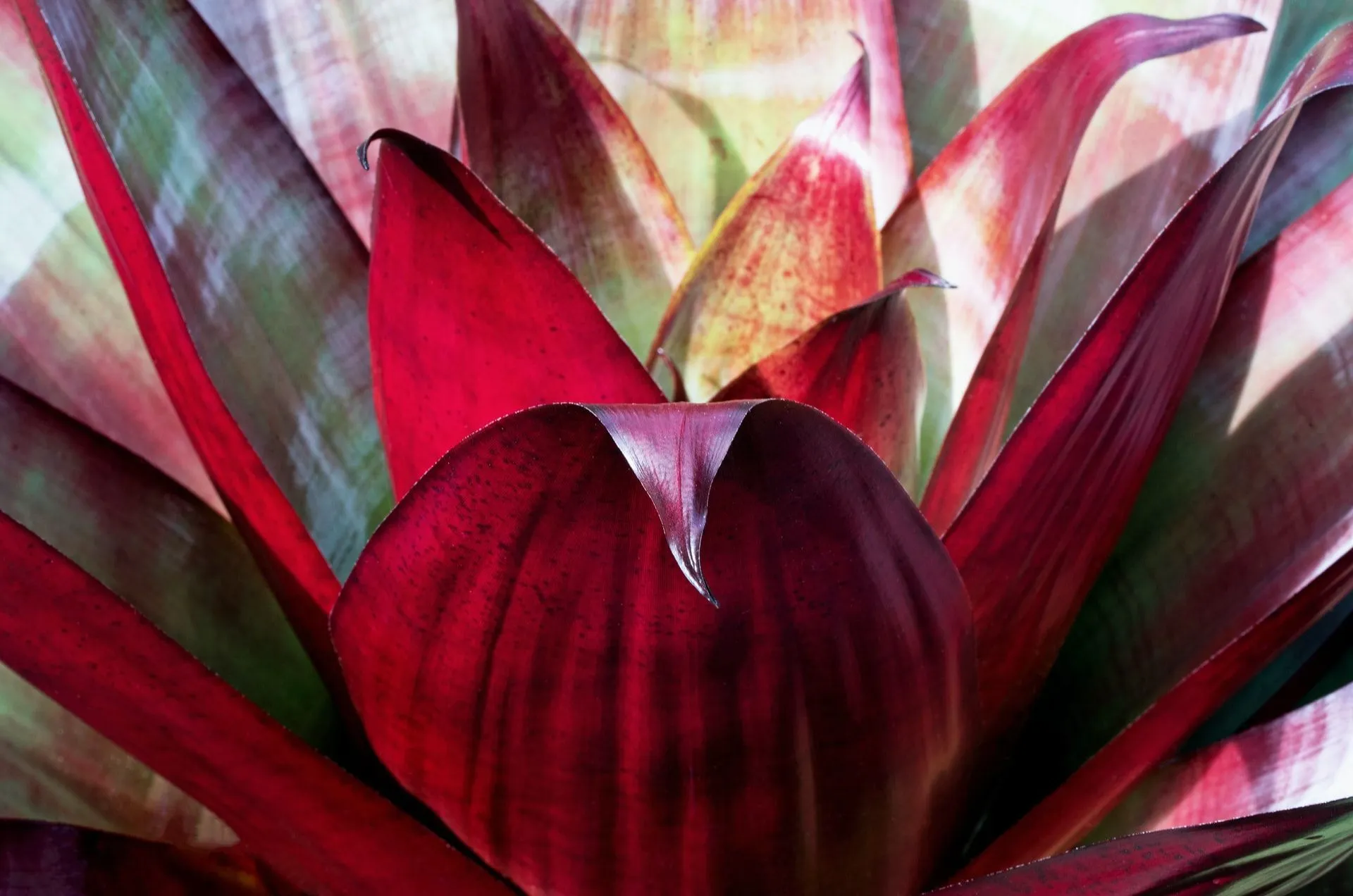 Bromeliad plants should be kept away from an air conditioner.