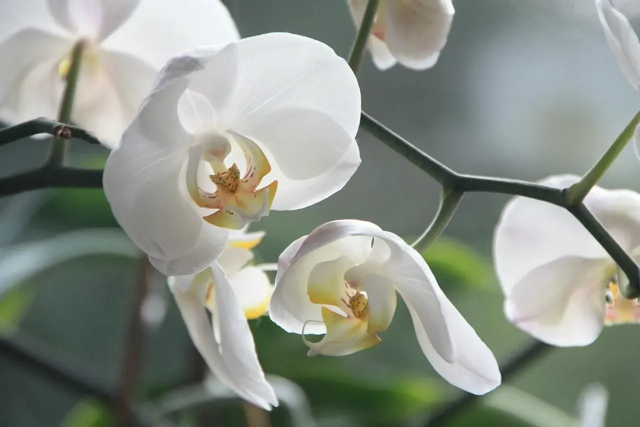 Holy Ghost Orchid Facts explore all about the Endangered plants