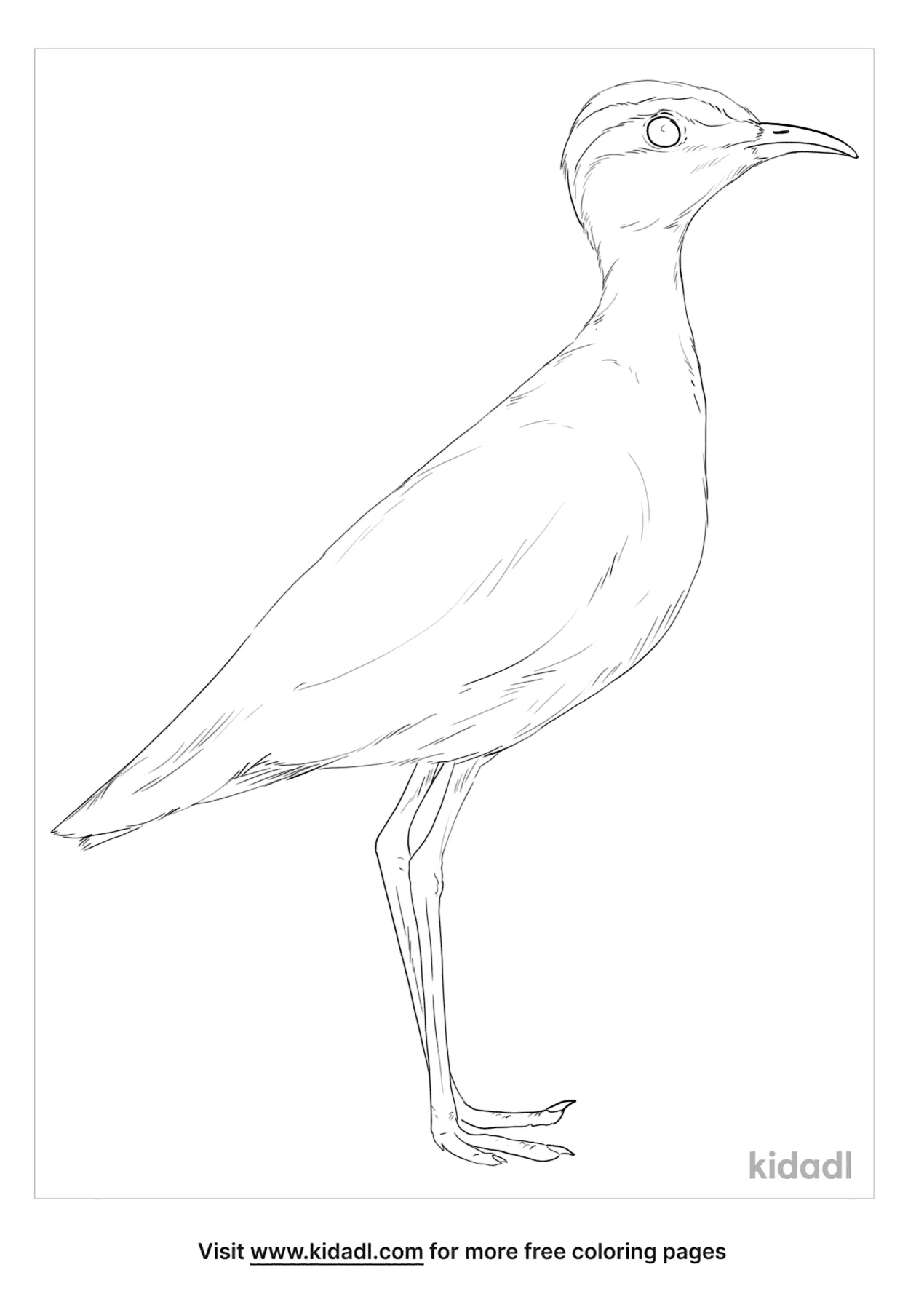 Indian Courser Coloring Page