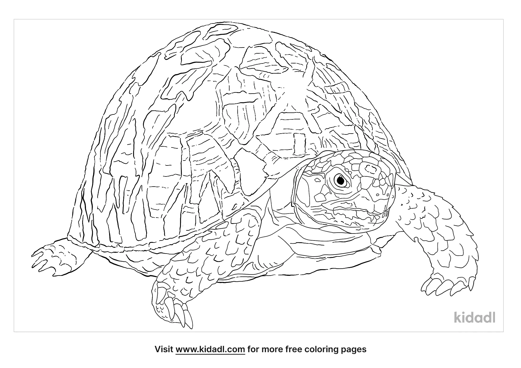 Free Indian Star Tortoise Coloring Page | Coloring Page Printables | Kidadl