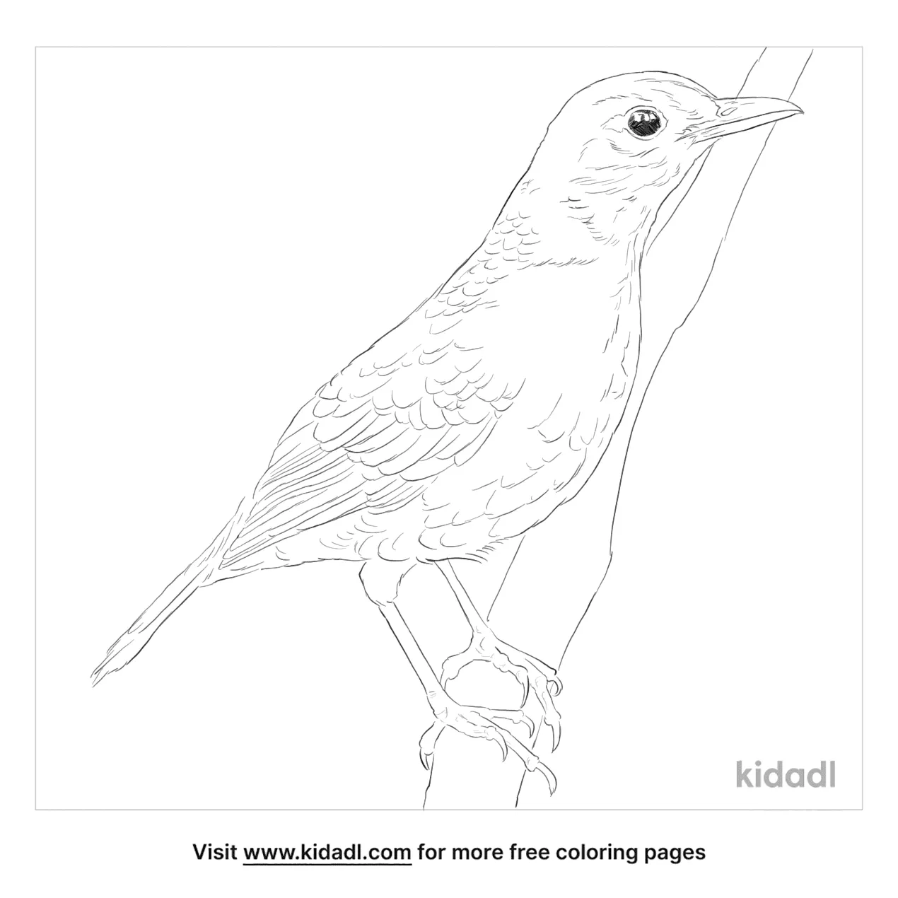 Indian Blackbird Coloring Page