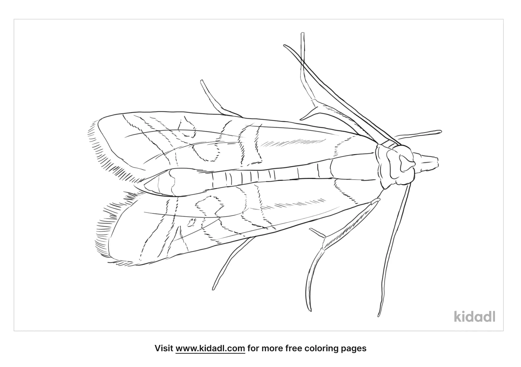 Indian Meal Moth Coloring Page