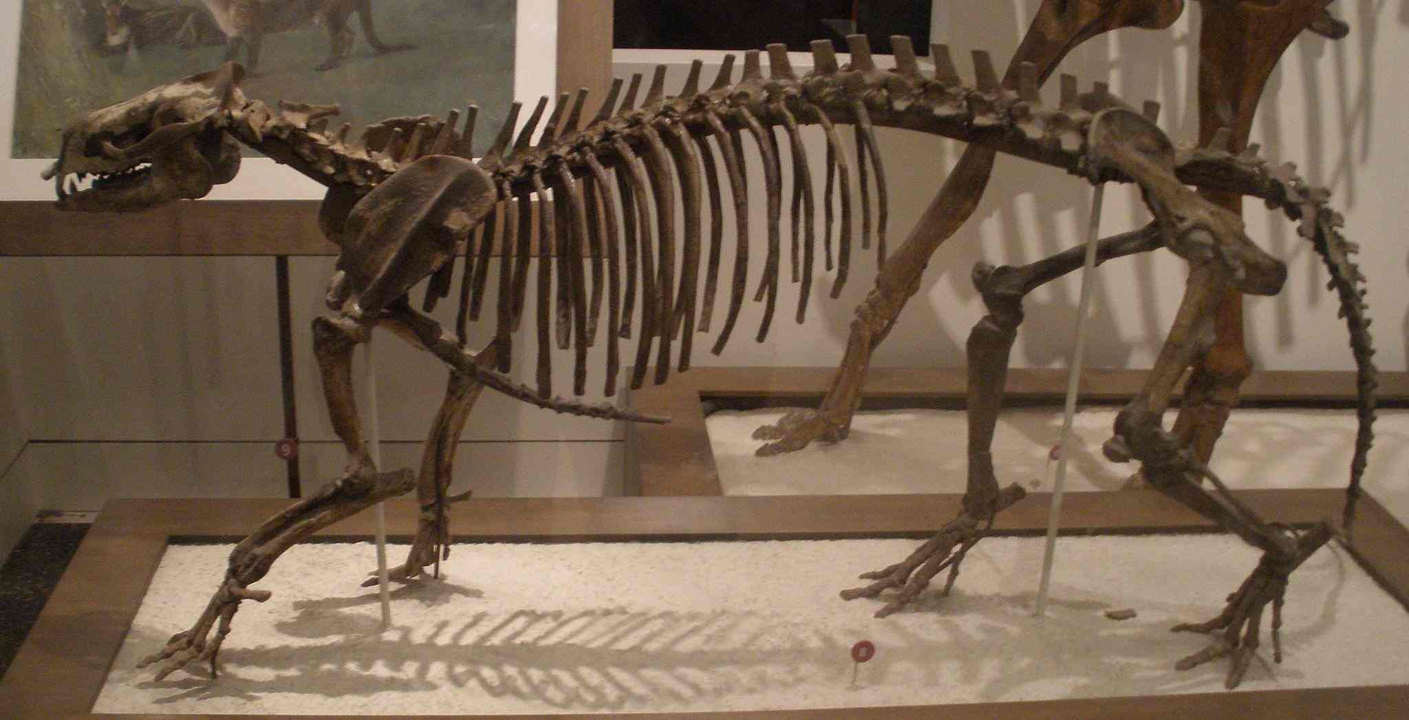 Phenacodus was a prehistoric creature.