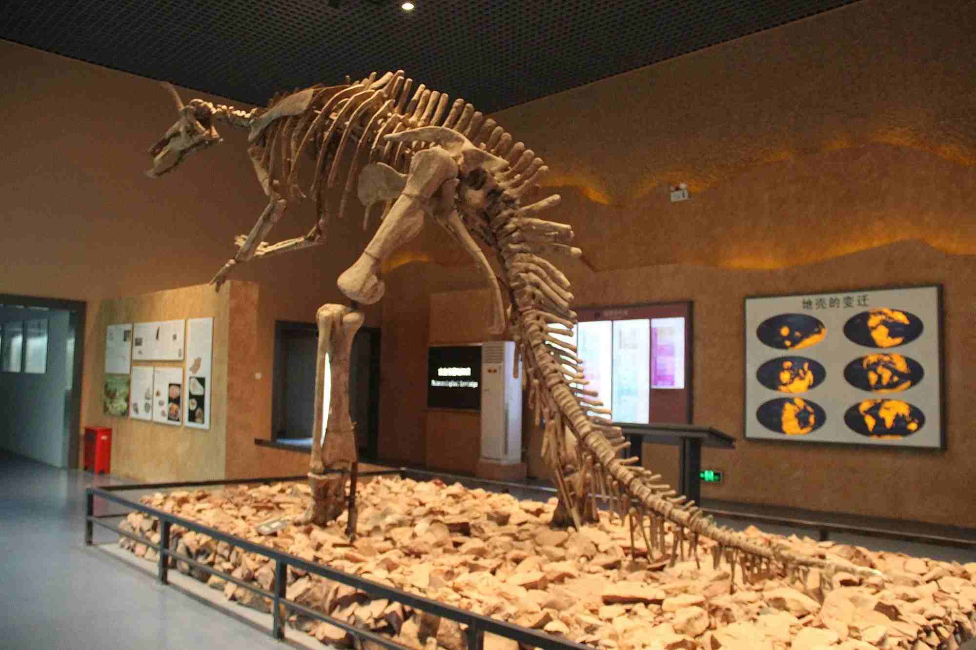 Learn all about size and habitat of the Tsintaosaurus dinosaur.
