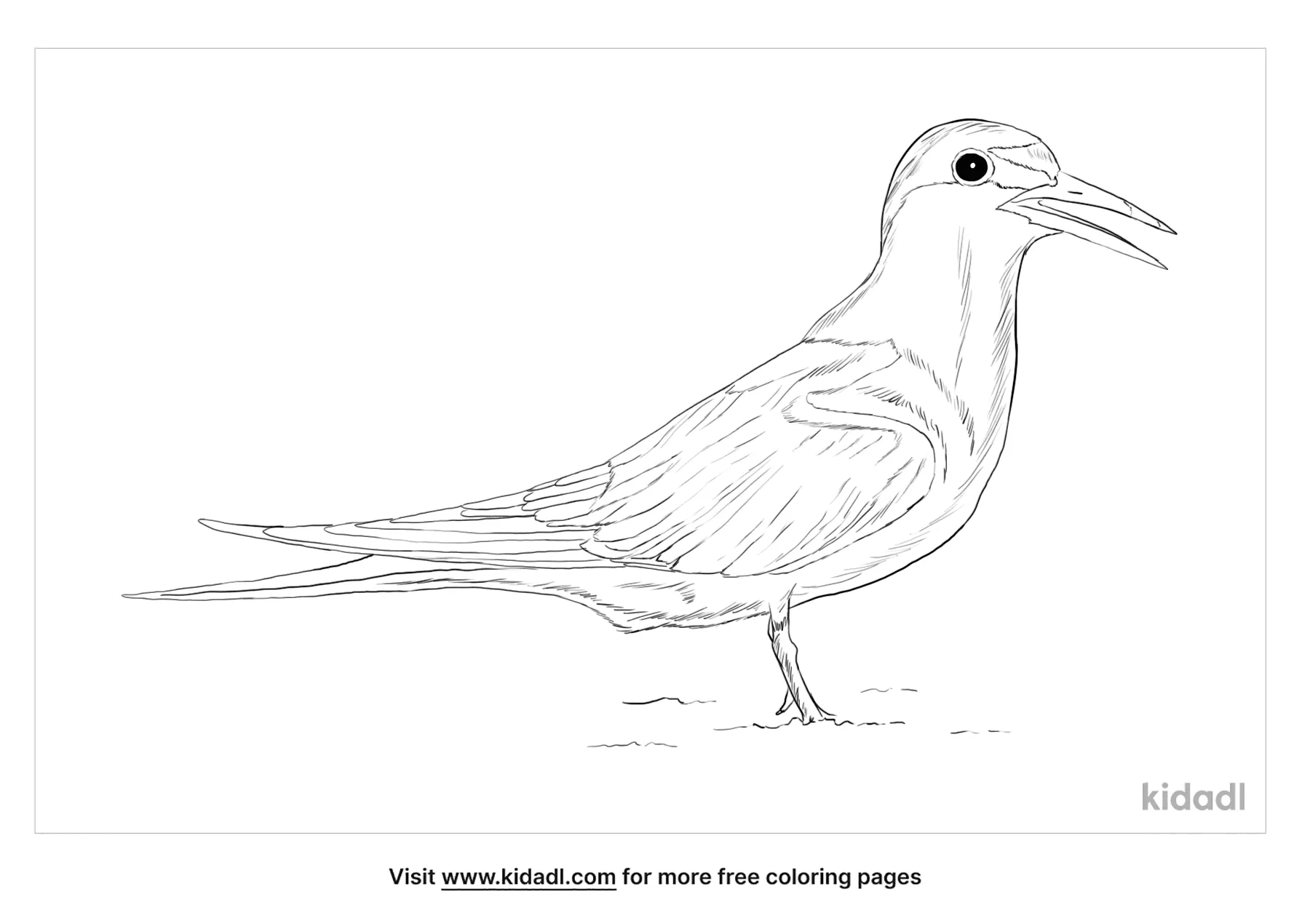 Interior Least Tern Coloring Page