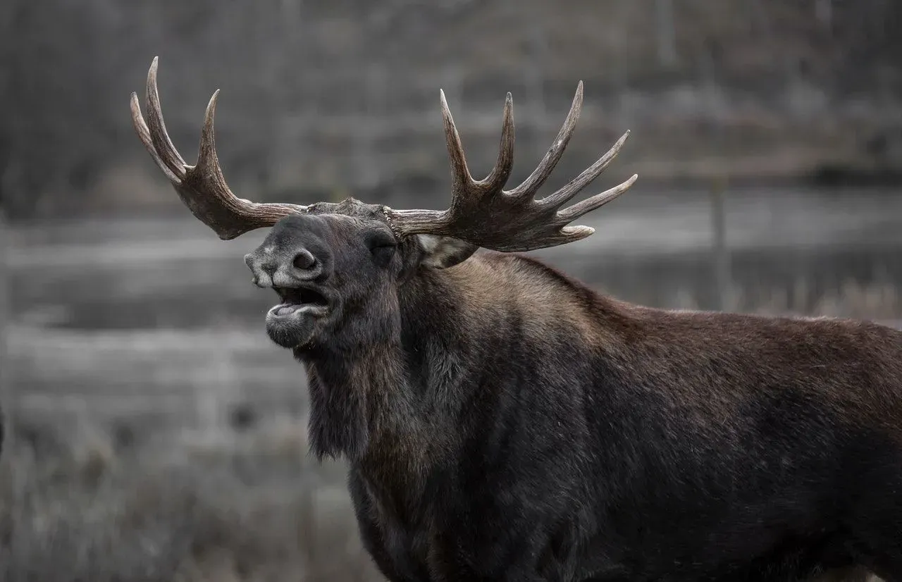 Bull moose shed their antlers every year after the mating period is over! 
