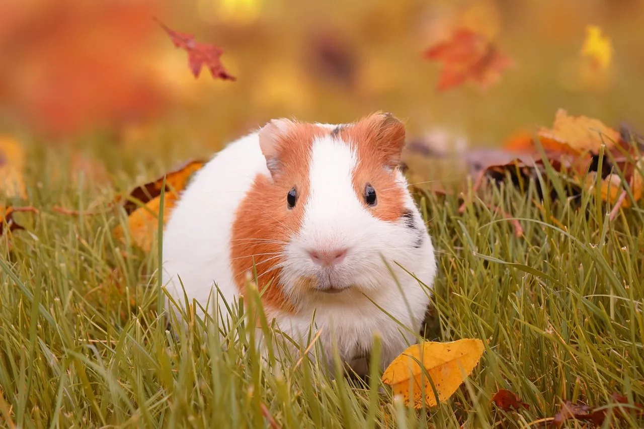 Learn important facts about a guinea pig's body language, sounds, noises it makes, its food habits, and male and female interactions.