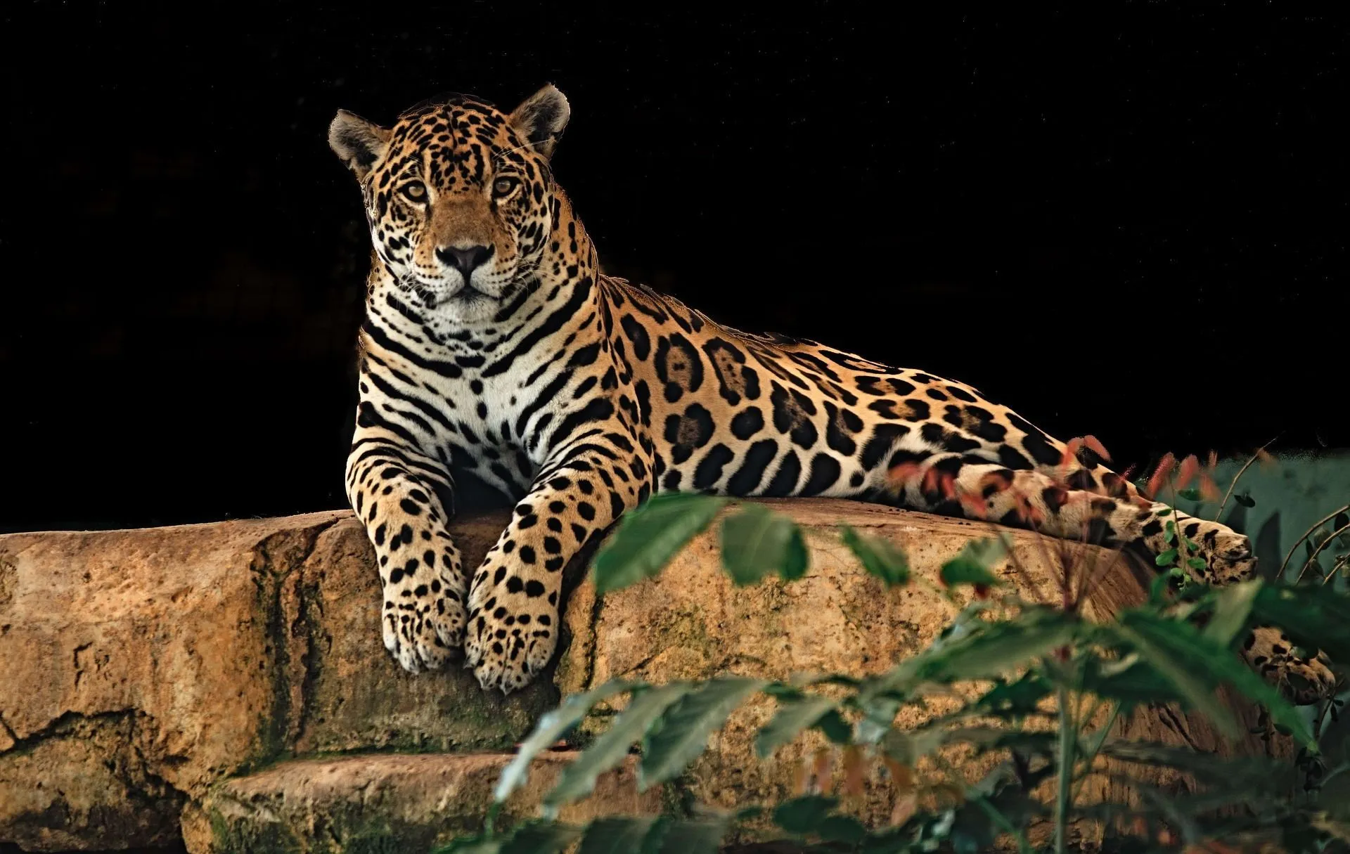 Cheetah Vs Jaguar: Land Animal Differences Simplified For Kids! | Kidadl