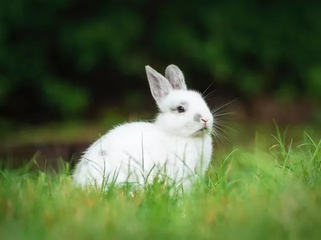 A white rabbit sitting on green grass