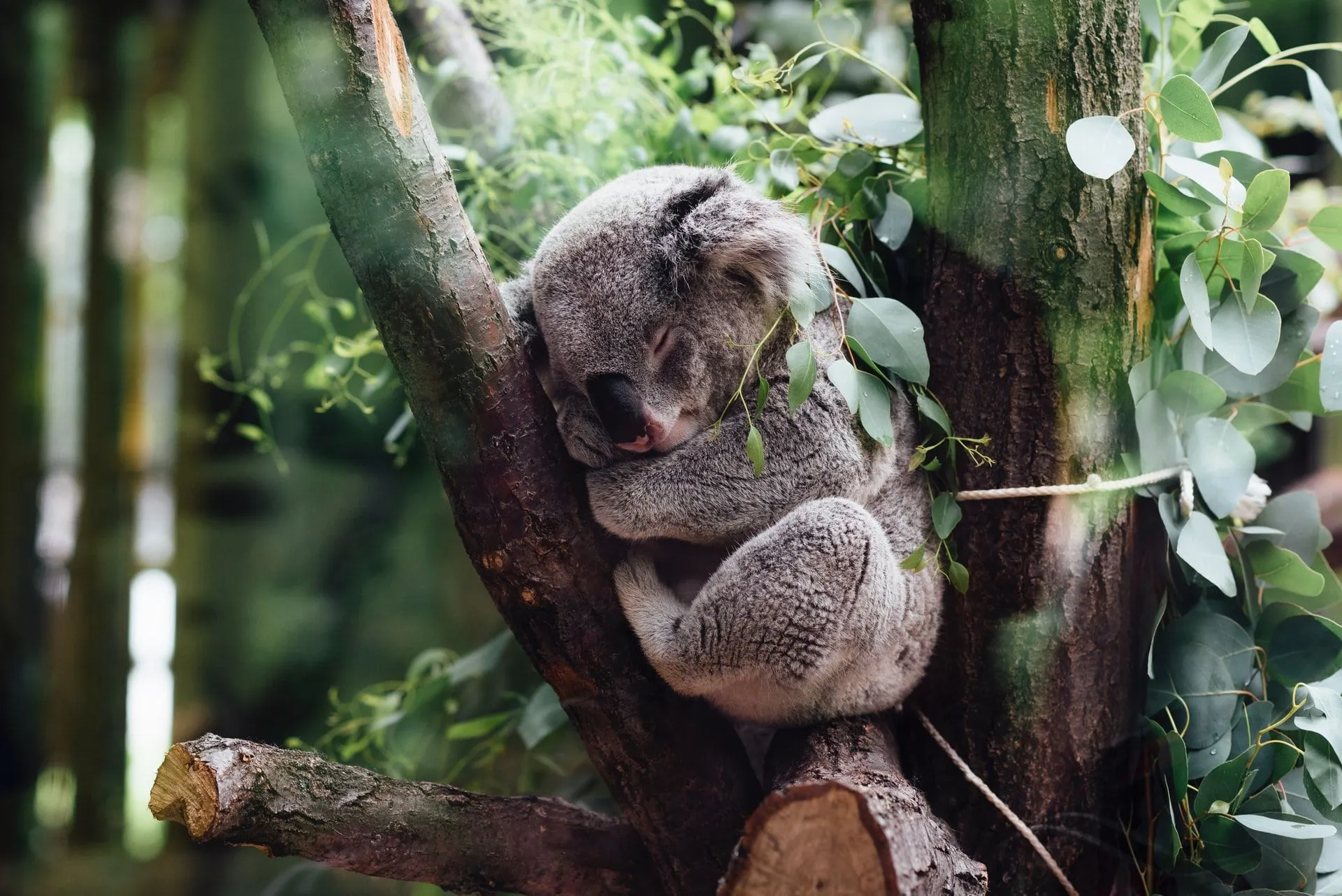 153 Australian Wildlife Facts: Uniqueness, Native Animals And More | Kidadl
