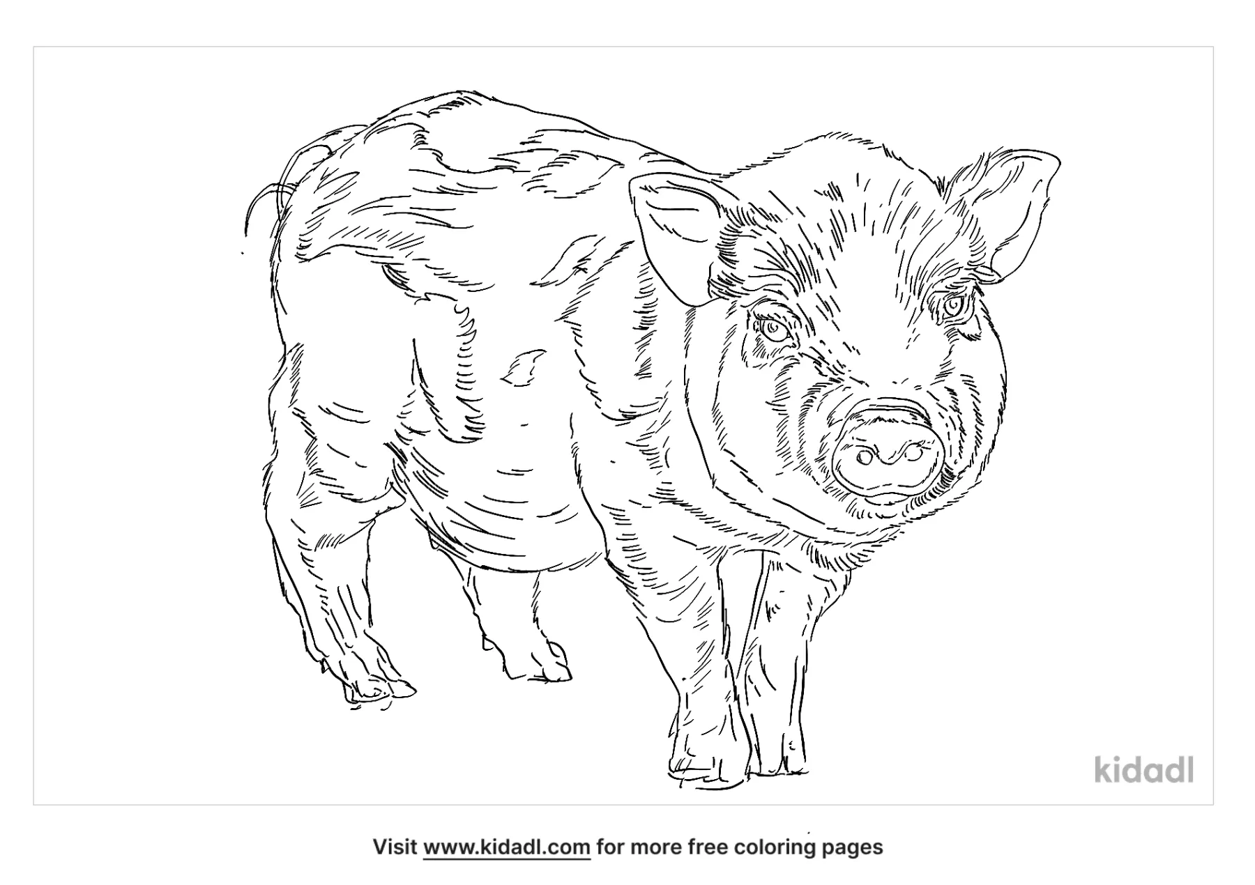 realistic guinea pig coloring pages