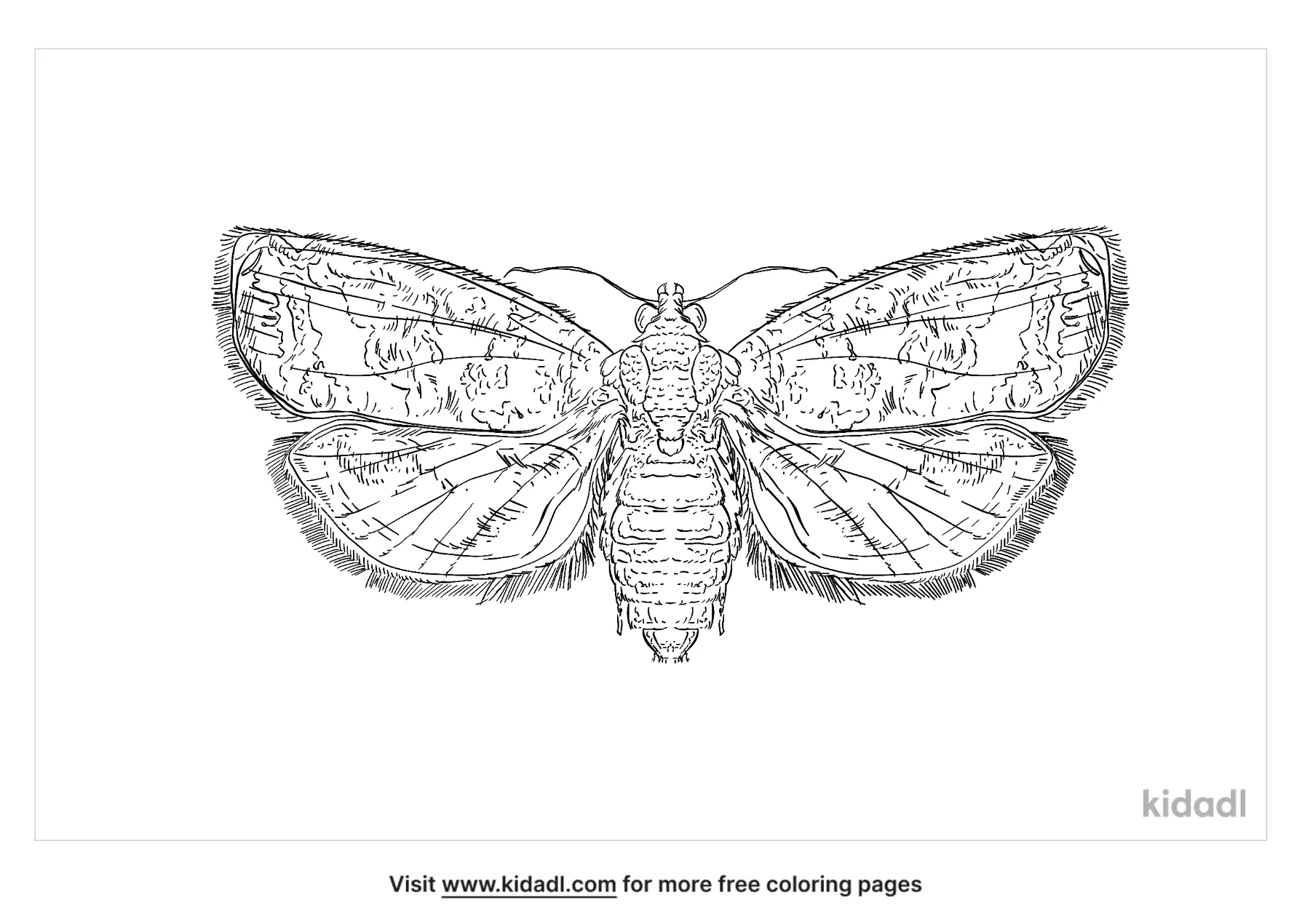 Jumping Bean Moth Coloring Page