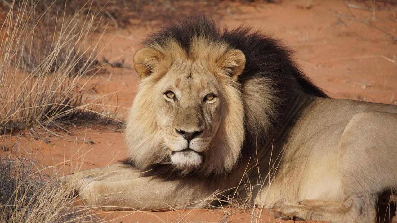 27 Kalahari Desert Facts: Read About This Savannah In Africa | Kidadl