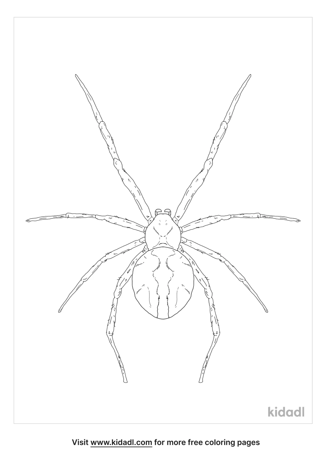 Katipo Spider Coloring Page
